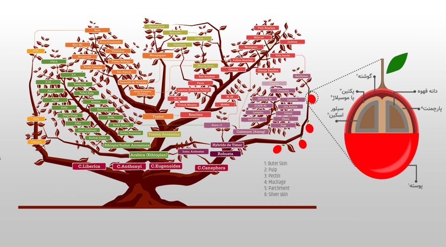 نگاهی بر گیاه قهوه